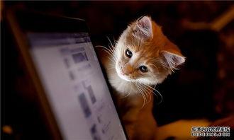 东北猫咪爆料事件视频,揭秘网络事件背后的真相 第2张 东北猫咪爆料事件视频,揭秘网络事件背后的真相 第2张